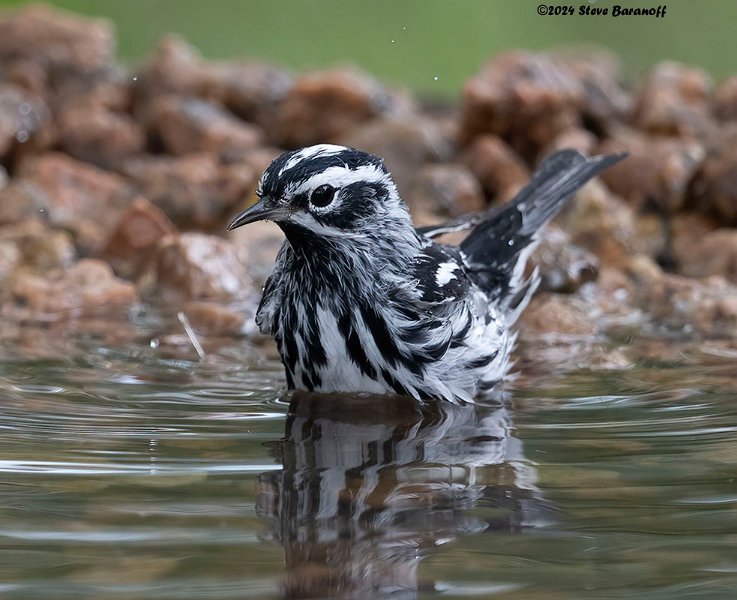 _B248287 black and white warbler.jpg